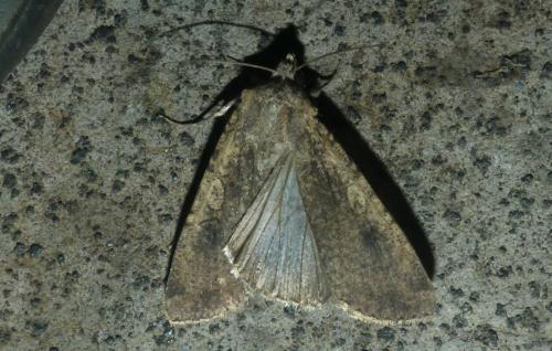 Peridroma saucia